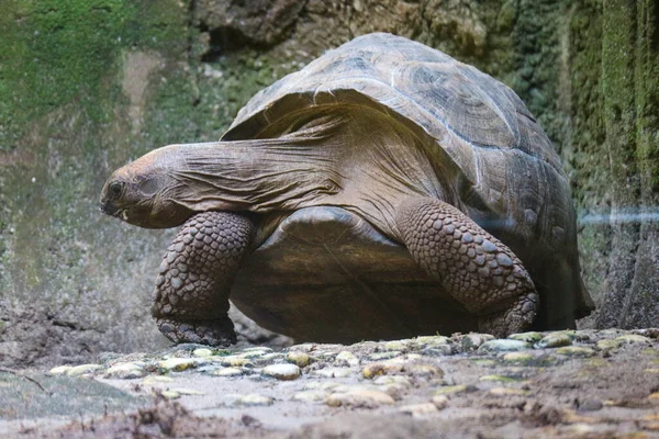 Aldabra Obrovská Želva Neboli Aldabrachelys Gigantea Jednou Největších Želv Světě — Stock fotografie