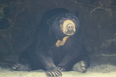 Jakarta 'daki hayvanat bahçesinde bir güneş ayısı. Bu hayvanın bilimsel adı Helarctos Malayanus, diğer ayılar arasında en küçük ayı türüdür..