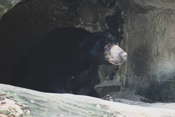 Μια Αρκούδα Που Είναι Στο Ζωολογικό Κήπο Στην Τζακάρτα Επιστημονικό — Φωτογραφία Αρχείου