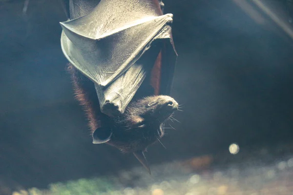 Gün boyunca uyuyan yarasalar baş aşağı dururlar. Yarasalar 15-20 saat baş aşağı uyuyabilir. Bu yarasa Jakarta hayvanat bahçesinde..