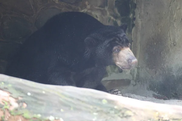 A sun bear that is in the zoo in Jakarta. The scientific name of this animal is Helarctos malayanus, the sun bear is the smallest type of bear among other bears.