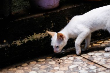 Beyaz bir kedi yavrusu ya da sokak kedisi. Bu sokak kedisinin evi yok ve hayatta kalmak için her şeyi yemek zorunda..