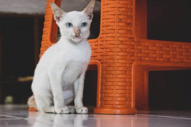 Beyaz bir kedi yavrusu ya da sokak kedisi. Bu sokak kedisinin evi yok ve hayatta kalmak için her şeyi yemek zorunda..