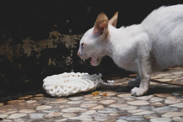 Gato Selvagem Branco Gato Vadio Este Gatinho Vadio Não Tem — Fotografia de Stock