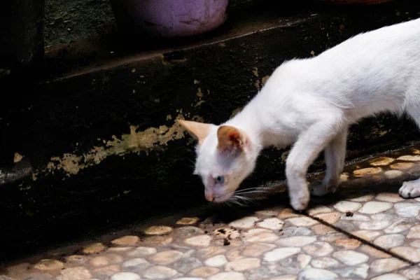 White Wild Cat Kitten Stray Cat Stray Kitten Has Home — Stock Photo, Image