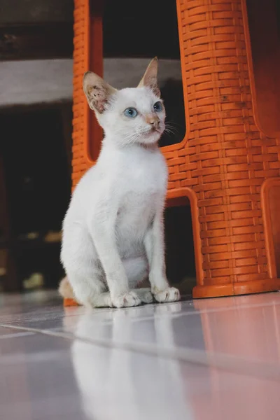 A white wild cat kitten or stray cat. This stray kitten has no home and is forced to eat everything to survive.