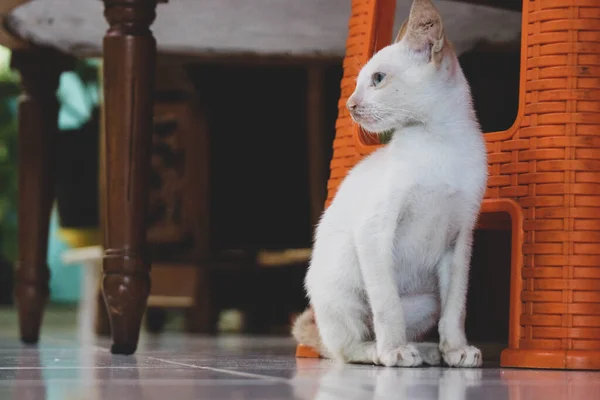 Белая Дикая Кошка Бродячая Кошка Бродячий Котенок Имеет Дома Вынужден — стоковое фото