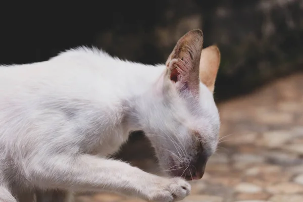 野猫一种白色野猫或流浪猫这只流浪的小猫无家可归 被迫把一切东西都吃了才能生存 — 图库照片