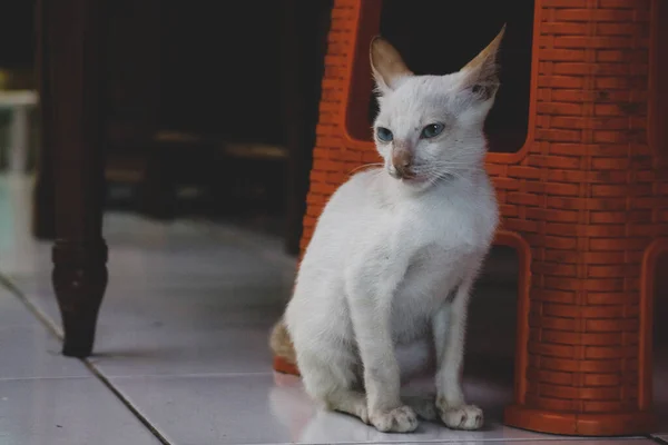 Білий Дикий Кіт Кошеня Або Бродячий Кіт Цей Бездомний Кошеня — стокове фото