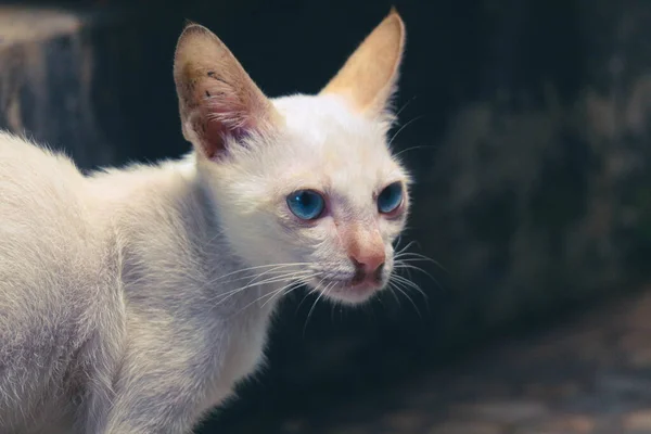 A white wild cat kitten or stray cat. This stray kitten has no home and is forced to eat everything to survive.