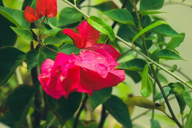 Kağıt çiçekler ya da kırmızı çiçekli bugenville bahçede güzel bir şekilde çiçek açıyor.