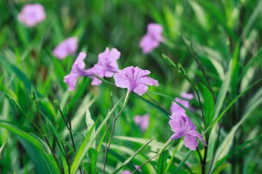 PURPLE KENCANA Ruellia Mexico veya Simplex Pletekan Mor Altın Çiçeği, ruellia çiçeğinin diğer adıdır. Mor altın çiçekler çayırlarda ya da yol kenarında bulunan yabani çiçeklerdir..