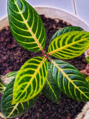 Sanchezia Speciosa bitkisinin yaprak deseni. Sanchezia, çizgili yaprakları ve güzel çiçekleri nedeniyle yaygın olarak süs bitkisi olarak kullanılır..