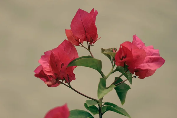 Бумажные Цветы Бугенвиль Красным Цветком Красиво Цветут Саду — стоковое фото