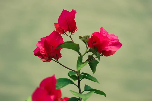 Fleurs Papier Bougenville Avec Fleur Rouge Fleurissent Magnifiquement Dans Jardin — Photo
