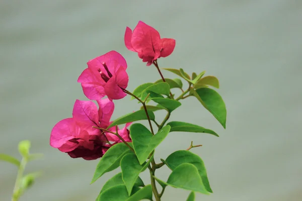 stock image Paper flowers or bougenville with red flower are blooming beautifully in the garden