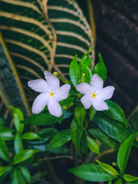 Jasmine Jest Ozdobną Rośliną Kwiatową Postaci Wyprostowanego Krzewu Który Żyje — Zdjęcie stockowe
