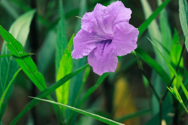 stock image PURPLE KENCANA Ruellia Mexican or Simplex Pletekan Purple golden flower is another name for the ruellia flower. Purple golden flowers are wild flowers that can be found in meadows or roadside.