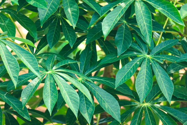 Αυτή Είναι Μια Φωτογραφία Από Φύλλα Ενός Δέντρου Cassava Που — Φωτογραφία Αρχείου
