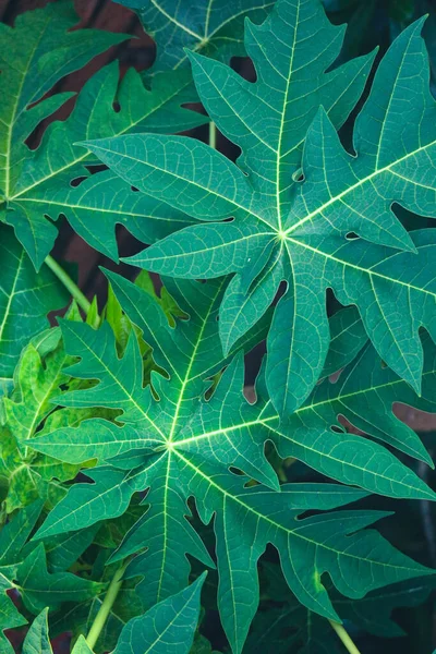 Foglie Papaya Sono Colore Verde Piuttosto Lussureggiante Benefici Delle Foglie — Foto Stock