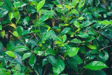 Orman çayı ya da orman çayı veya Acalypha siamensis, Acalypha cinsine ait bir çalı bitkisi türüdür..