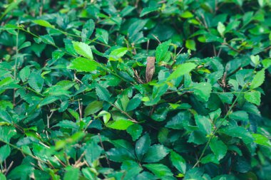 Orman çayı ya da orman çayı veya Acalypha siamensis, Acalypha cinsine ait bir çalı bitkisi türüdür..