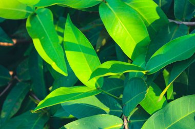 Bu yol kenarında oldukça yoğun meyve ve yaprakları olan bir mango ağacı. Bu ağacın yumurta gibi bir mango meyvesi var, tırtıl ve çok büyük değil..