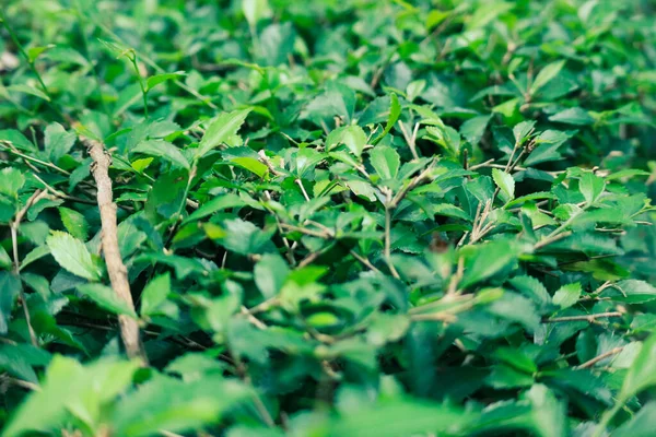 Лісовий Чай Або Лісовий Чай Або Acalypha Siamensis Вид Декоративних — стокове фото