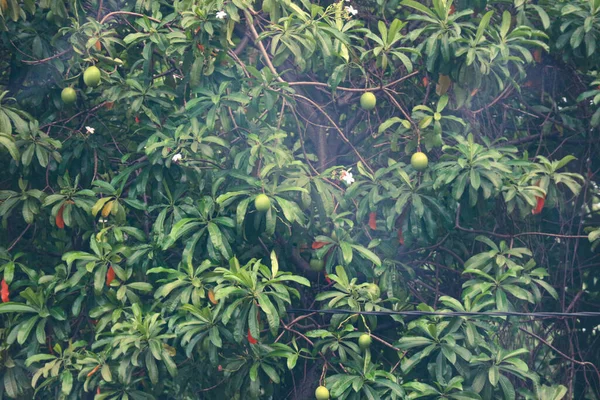 This is a mango tree by the side of the road that has quite dense fruit and leaves. This tree has the shape of a mango fruit like an egg, caterpillar and not too big.