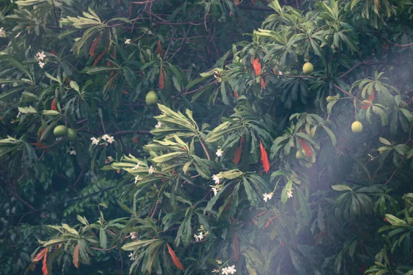 Манго Дерево Біля Дороги Яке Має Досить Щільні Плоди Листя — стокове фото