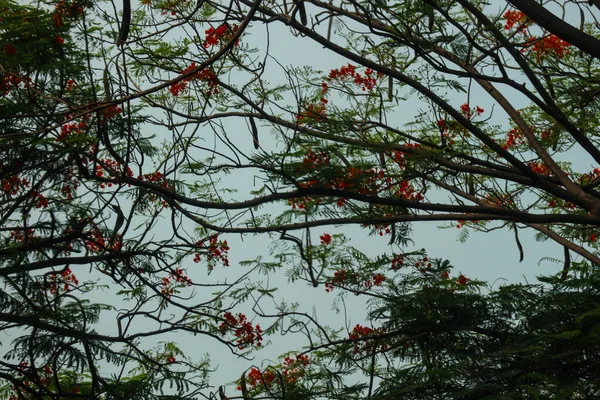 Kapok Nebo Kapok Nebo Ceiba Pentandra Tropický Strom Patřící Řádu — Stock fotografie