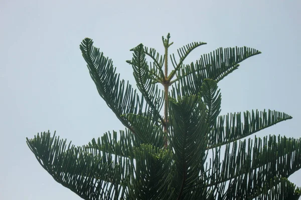 Araucaria Heterophylla Norfolk Spruce Разновидность Хвойных Пород Обитающих Острове Норфолк — стоковое фото