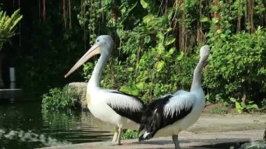 Papağan ya da pelikan, gagasının altında bir kesesi olan ve Pelecanidae familyasının bir parçasıdır. Bu kuş, Jakarta Hayvanat Bahçesi 'ndeki bir kuş türüdür..