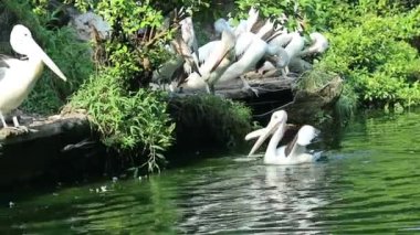Papağan ya da pelikan, gagasının altında bir kesesi olan ve Pelecanidae familyasının bir parçasıdır. Bu kuş, Jakarta Hayvanat Bahçesi 'ndeki bir kuş türüdür..