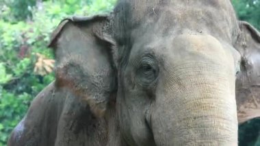 Bu, Vahşi Yaşam Parkı 'ndaki (Elephas maximus sumatranus) Sumatran filinin fotoğrafı. Bu fil sadece Sumatra adasında yaşayan Asya filinin bir alt türüdür..