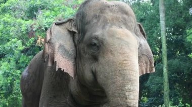 Bu, Vahşi Yaşam Parkı 'ndaki (Elephas maximus sumatranus) Sumatran filinin fotoğrafı. Bu fil sadece Sumatra adasında yaşayan Asya filinin bir alt türüdür..