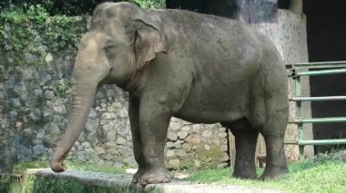 Bu, Vahşi Yaşam Parkı 'ndaki (Elephas maximus sumatranus) Sumatran filinin fotoğrafı. Bu fil sadece Sumatra adasında yaşayan Asya filinin bir alt türüdür..