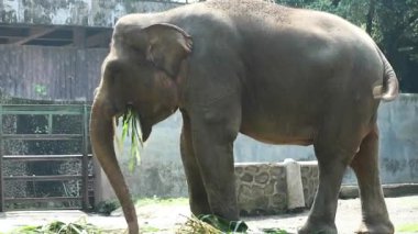 Bu, Vahşi Yaşam Parkı 'ndaki (Elephas maximus sumatranus) Sumatran filinin fotoğrafı. Bu fil sadece Sumatra adasında yaşayan Asya filinin bir alt türüdür..