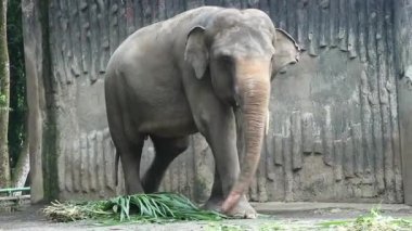 Bu, Vahşi Yaşam Parkı 'ndaki (Elephas maximus sumatranus) Sumatran filinin fotoğrafı. Bu fil sadece Sumatra adasında yaşayan Asya filinin bir alt türüdür..