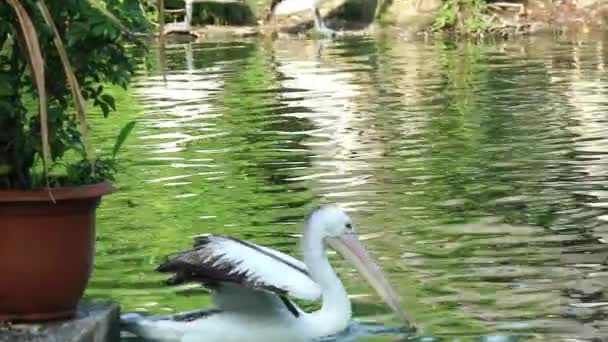 鹦鹉或鹈鹕是一种水鸟 它的喙下有一个袋 是Pelecanidae鸟类家族的一部分 这只鸟是雅加达动物园湖中的鸟类之一 — 图库视频影像