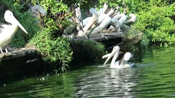 鹦鹉或鹈鹕是一种水鸟 它的喙下有一个袋 是Pelecanidae鸟类家族的一部分 这只鸟是雅加达动物园湖中的鸟类之一 — 图库视频影像