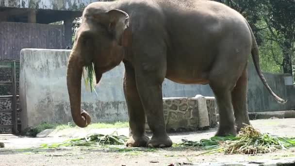 Kép Szumátrai Elefántról Elephas Maximus Sumatranus Készült Vadasparkban Vagy Állatkertben — Stock videók