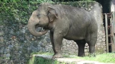Bu, Vahşi Yaşam Parkı 'ndaki (Elephas maximus sumatranus) Sumatran filinin fotoğrafı. Bu fil sadece Sumatra adasında yaşayan Asya filinin bir alt türüdür..