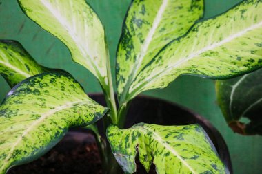 Aglaonema Crispum Zebra ya da yaygın olarak Sri Rejeki bitkisi olarak bilinir. Taro veya Araceae kabilesinden popüler bir süs bitkisidir. Genellikle Çin ağaçları olarak bilinirler..