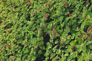 Red Siping, kelebek kanatlarına benzer yapraklara sahip, sarı-beyaz ve yeşil tonların genç yapraklardaki kırmızıyla birleşimi ile güçlü renk çeşitliliğine sahip bir bitki türüdür..