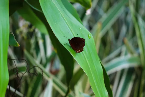 Черная Бабочка Сидела Пальмовом Листе Дикая Бабочка Совсем Маленькая — стоковое фото