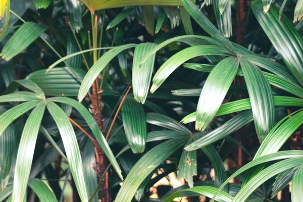 Waregu 라피스 Rhapis 속하는 야자수의 일종이다 있으며 일부는 정원을 장식용 — 스톡 사진