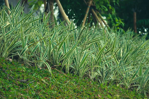 장식용 리스아 Phalaris Arundinacea 카나리 Canary Grass 다년간 지속되는 풀잎으로 — 스톡 사진