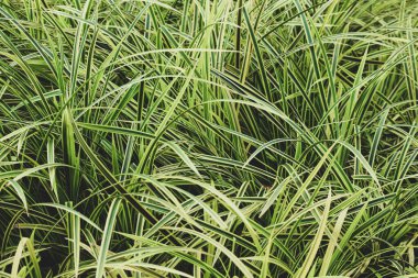 Pandanus pigmaeus veya yaygın olarak Afrika sarı pandanus bitkisi olarak bilinir. Bu bitki yaygın olarak süs bitkisi olarak kullanılır..