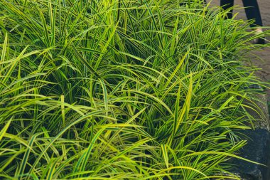 Pandanus pigmaeus veya yaygın olarak Afrika sarı pandanus bitkisi olarak bilinir. Bu bitki yaygın olarak süs bitkisi olarak kullanılır..